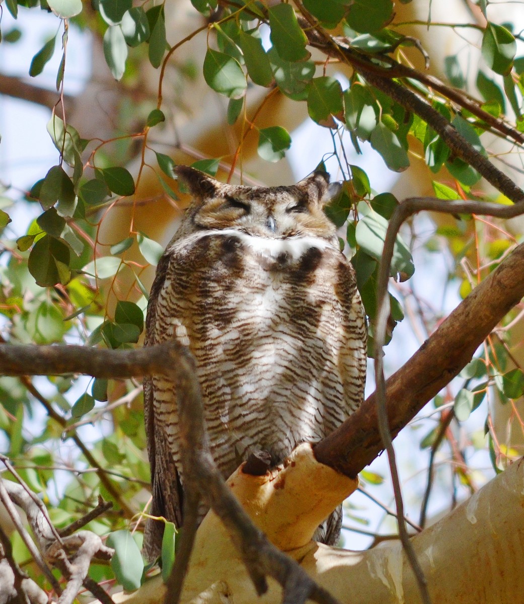 Great Horned Owl - ML613659560