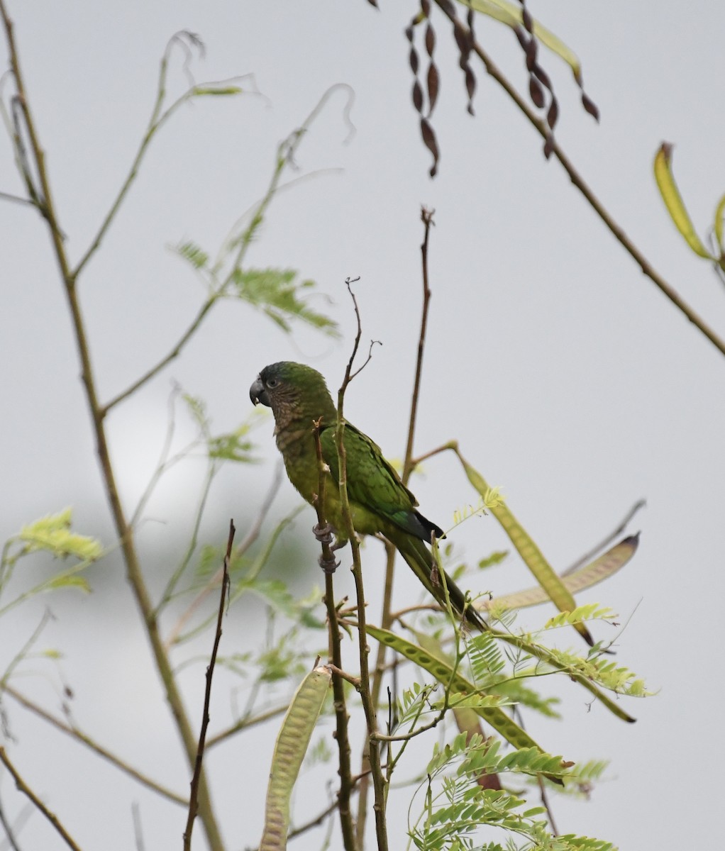 Brown-throated Parakeet (Brown-throated) - ML613659761