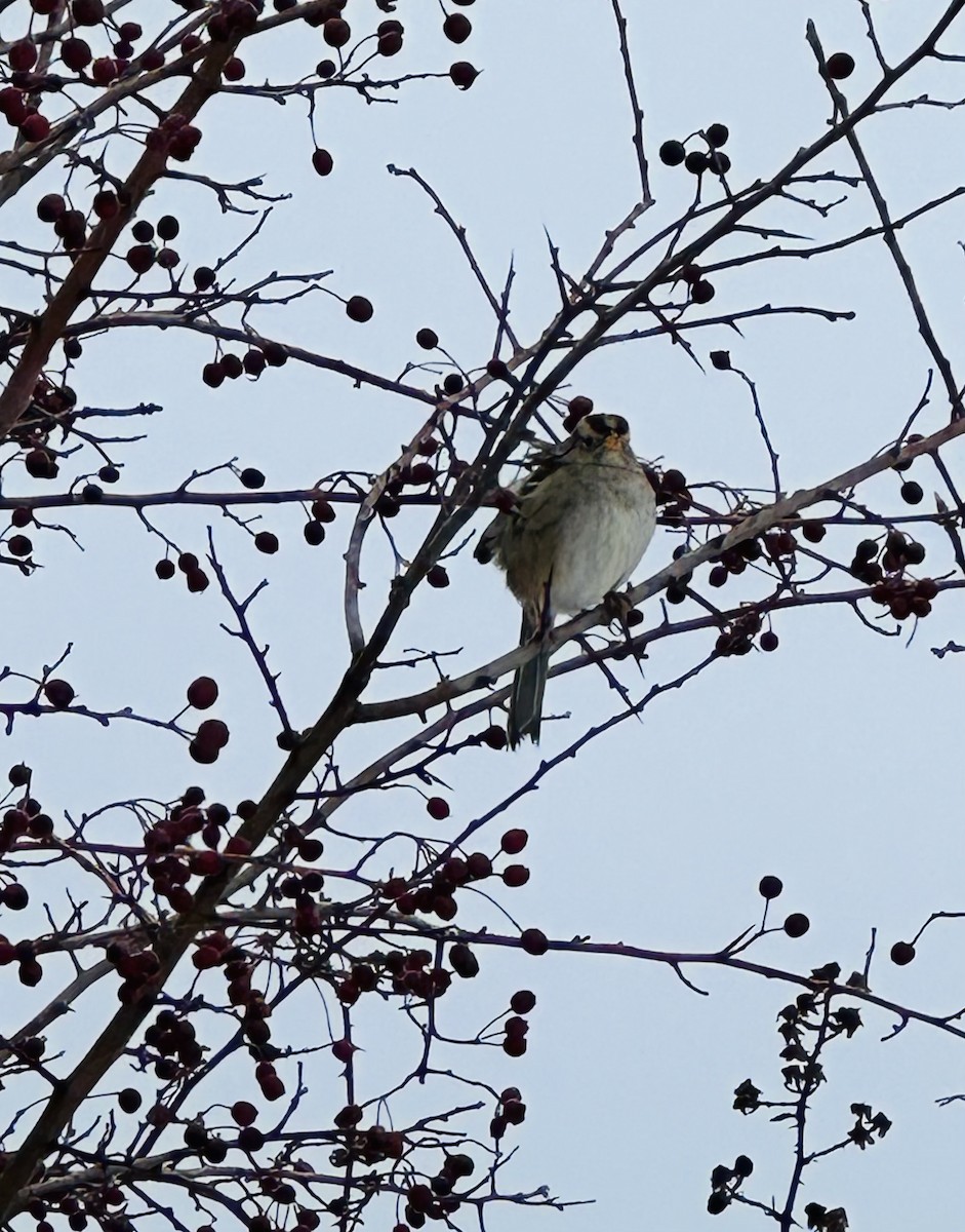 White-crowned Sparrow (pugetensis) - ML613659788