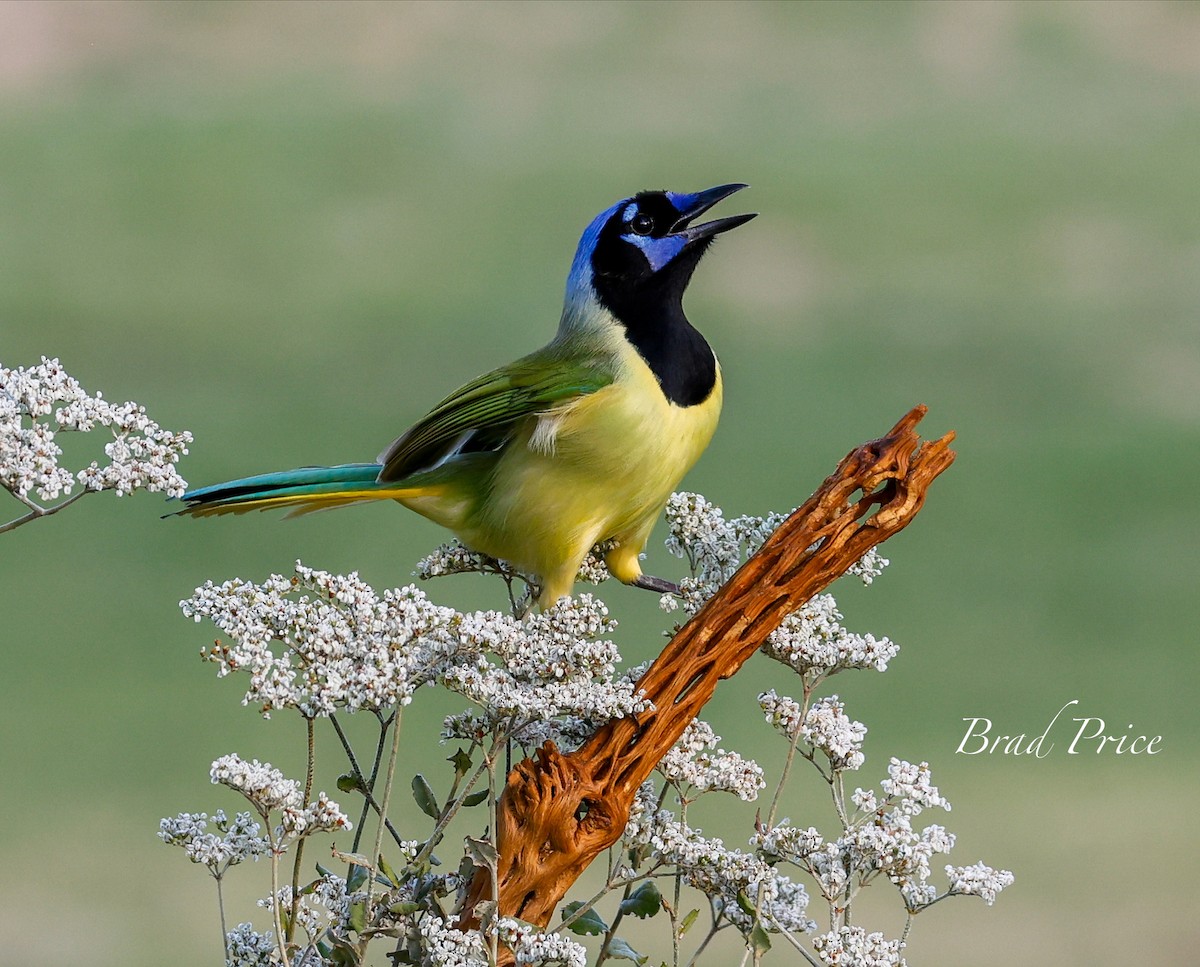 Green Jay - ML613659793