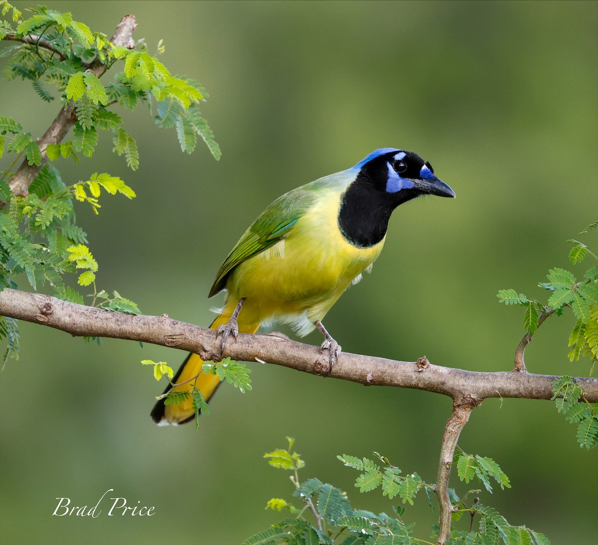 Green Jay - ML613659794