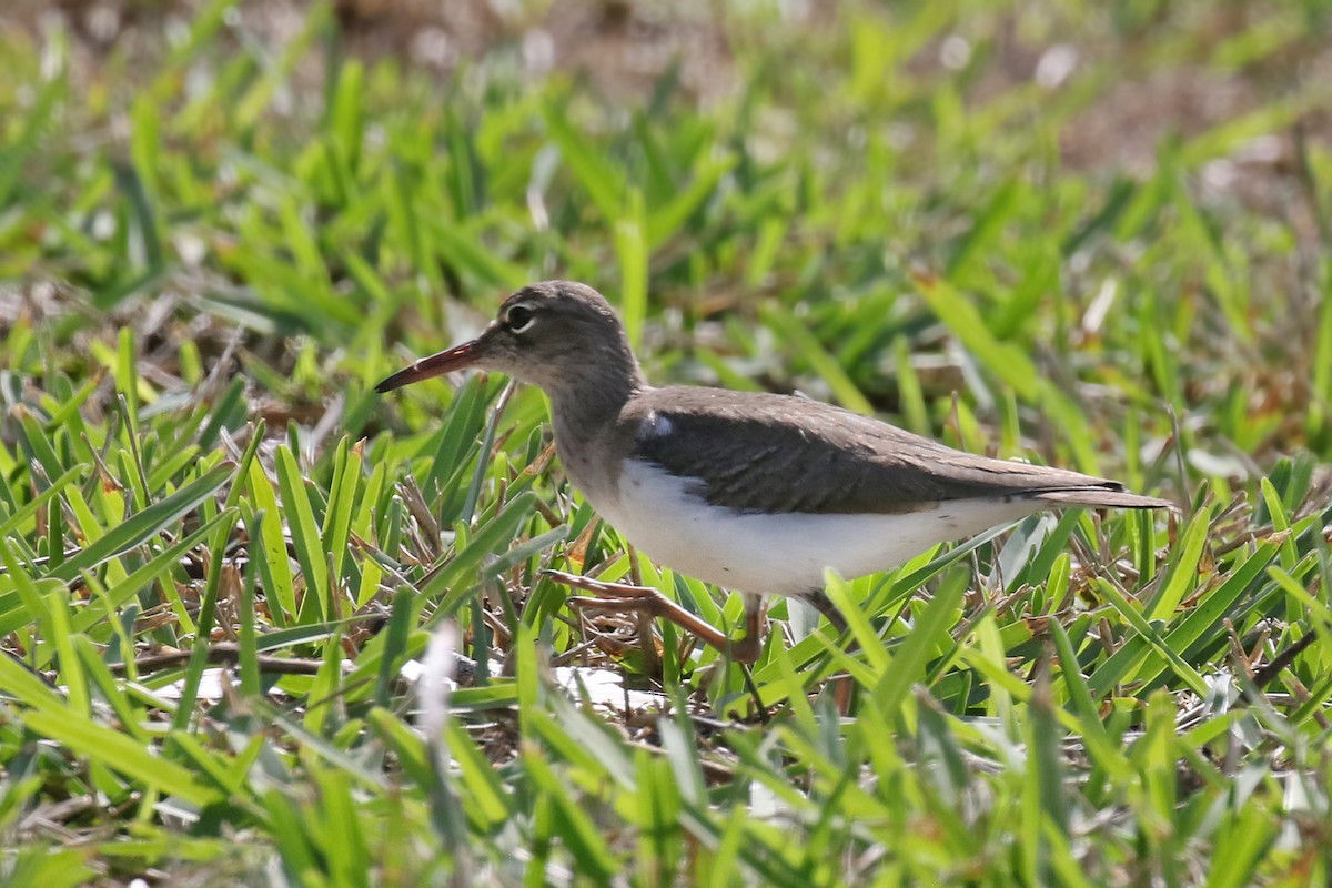 Spotted Sandpiper - ML613659814