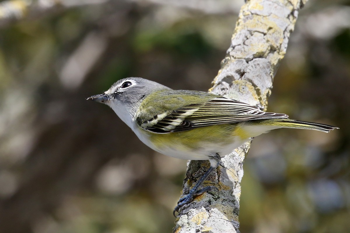 Blue-headed Vireo - ML613659833