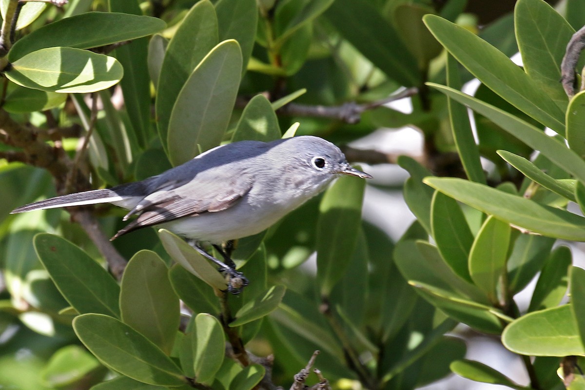 Blue-gray Gnatcatcher - ML613659840