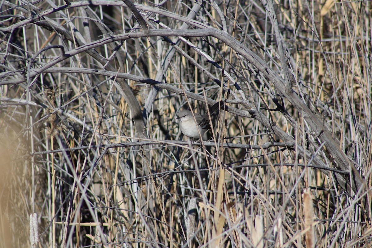 Northern Mockingbird - ML613659847