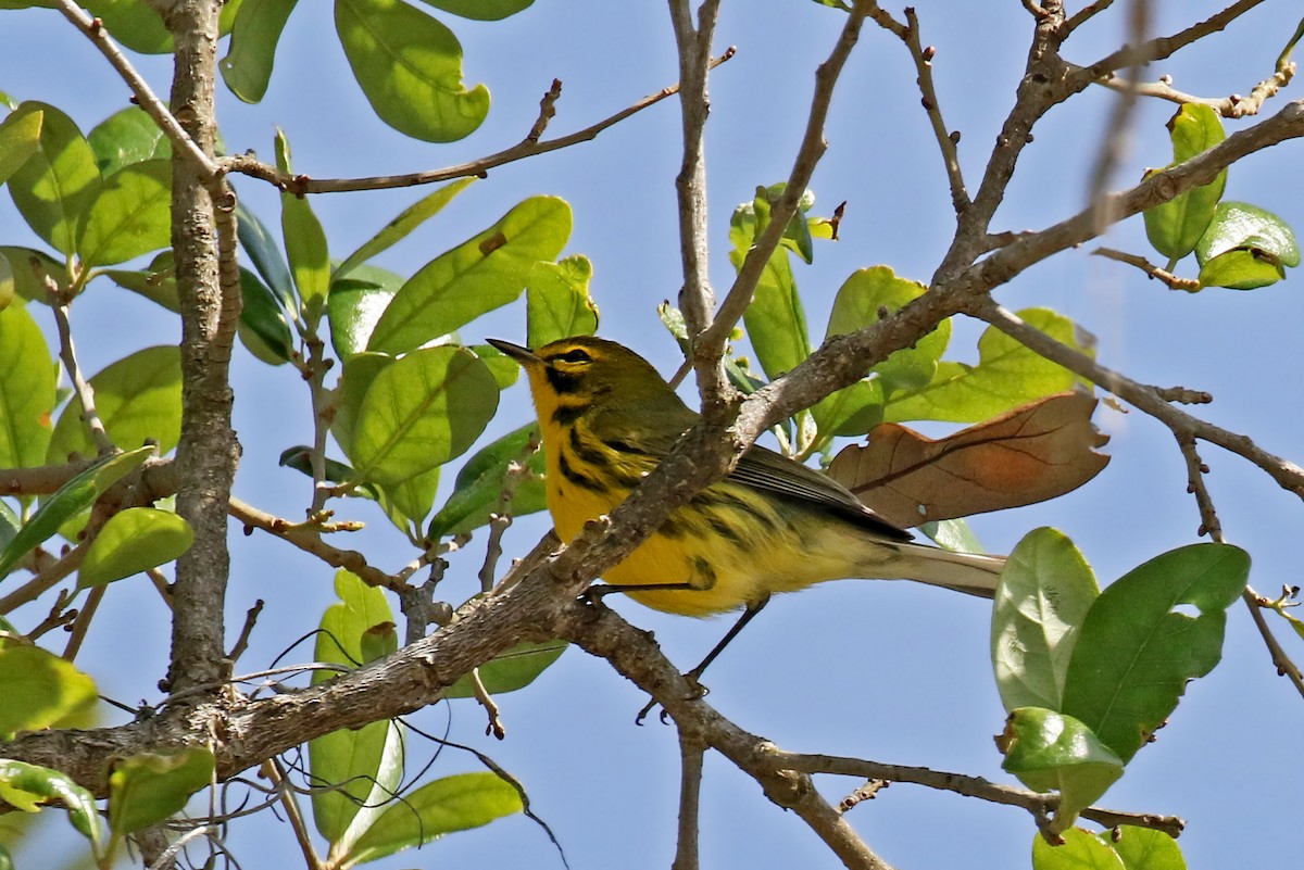 Prairie Warbler - ML613659857