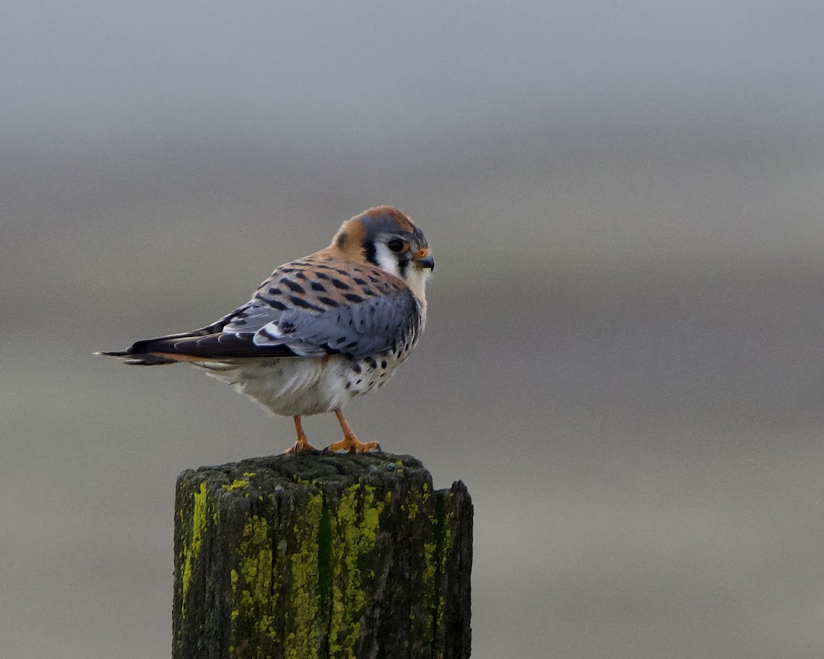 American Kestrel - ML613659874