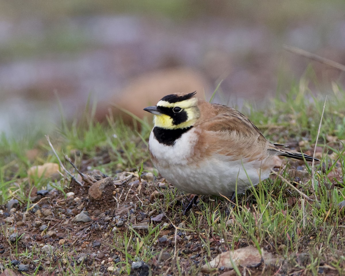 Horned Lark - ML613659899