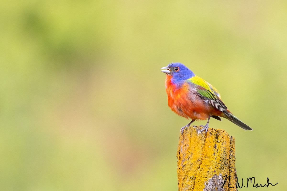 Painted Bunting - ML613659900