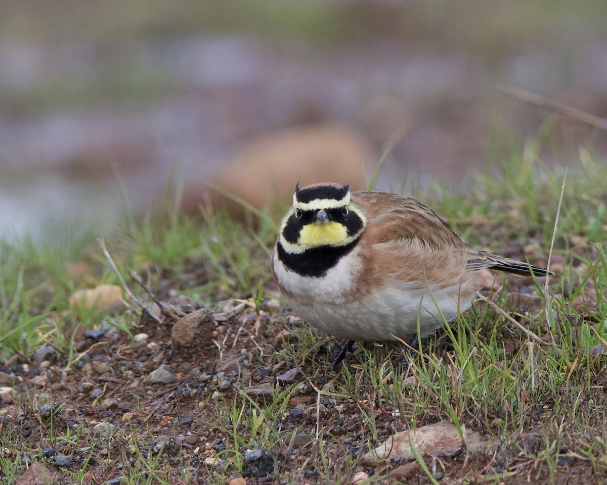 Horned Lark - ML613659901