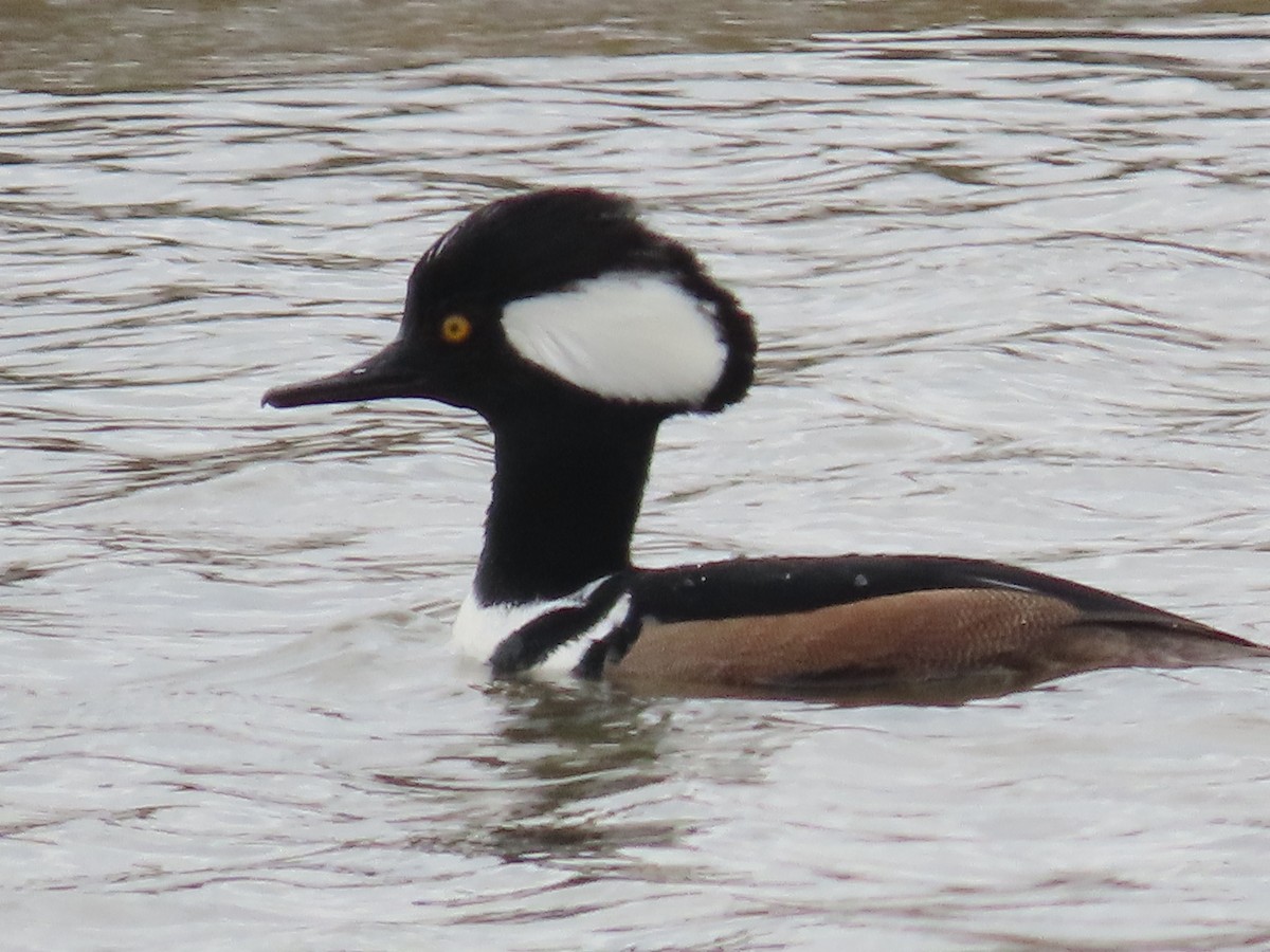 Hooded Merganser - ML613659903