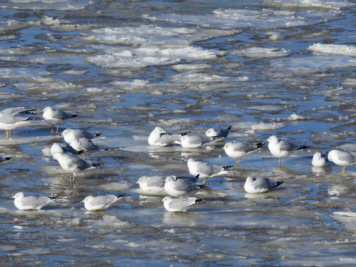 Ring-billed Gull - ML613659929