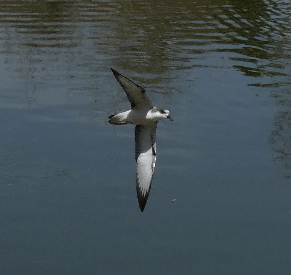 Stejneger's Petrel - ML613659961