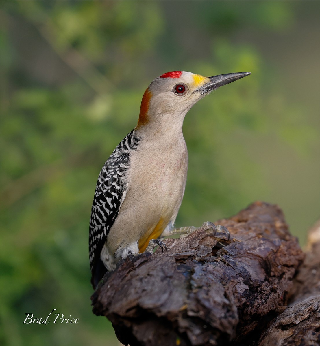 Golden-fronted Woodpecker - ML613659966
