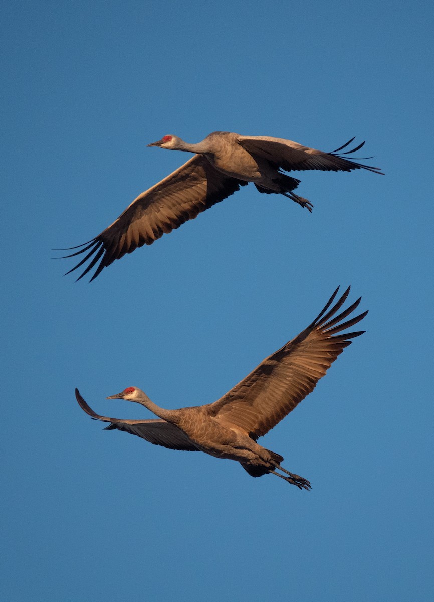 Sandhill Crane - ML613660055