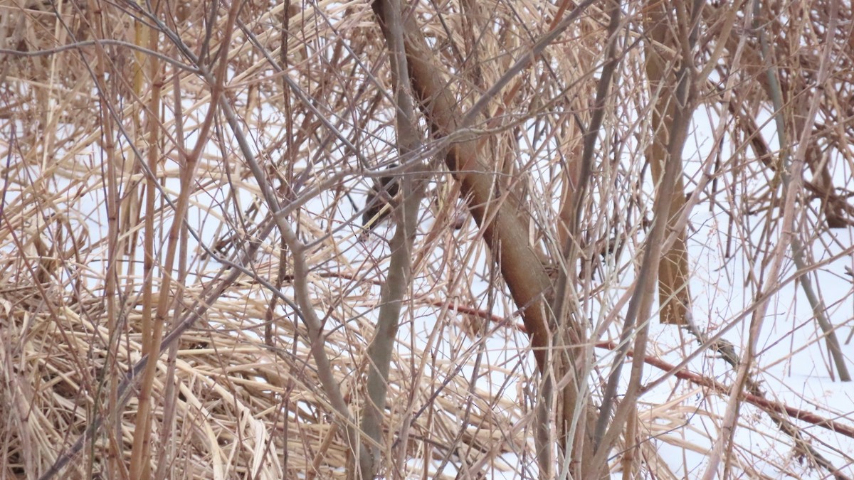 Emberiza sp. - ML613660500