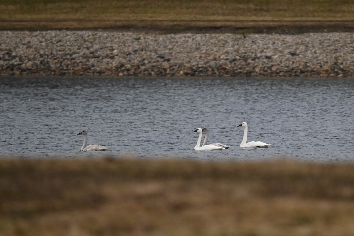 Cygne siffleur - ML613660550