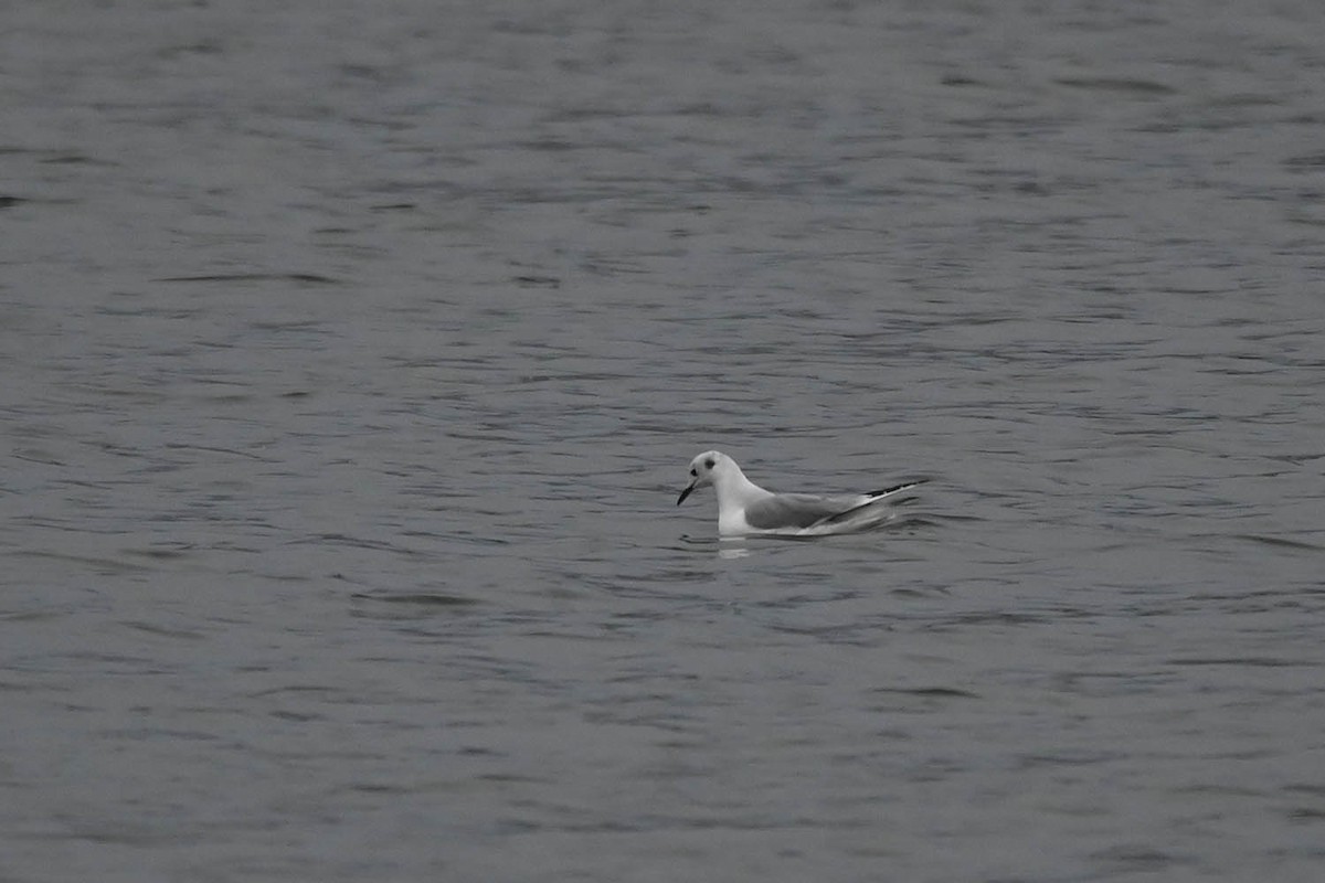 Bonaparte's Gull - Marla Hibbitts