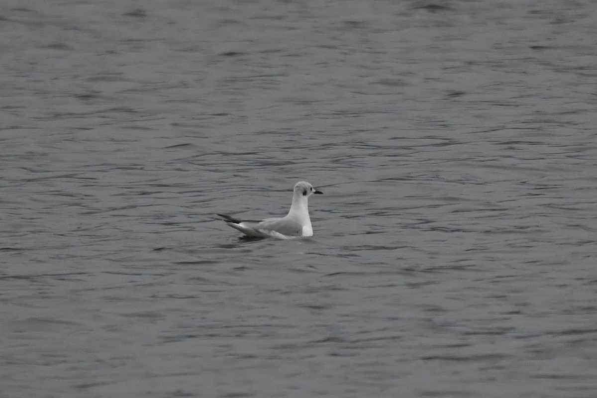 Bonaparte's Gull - Marla Hibbitts