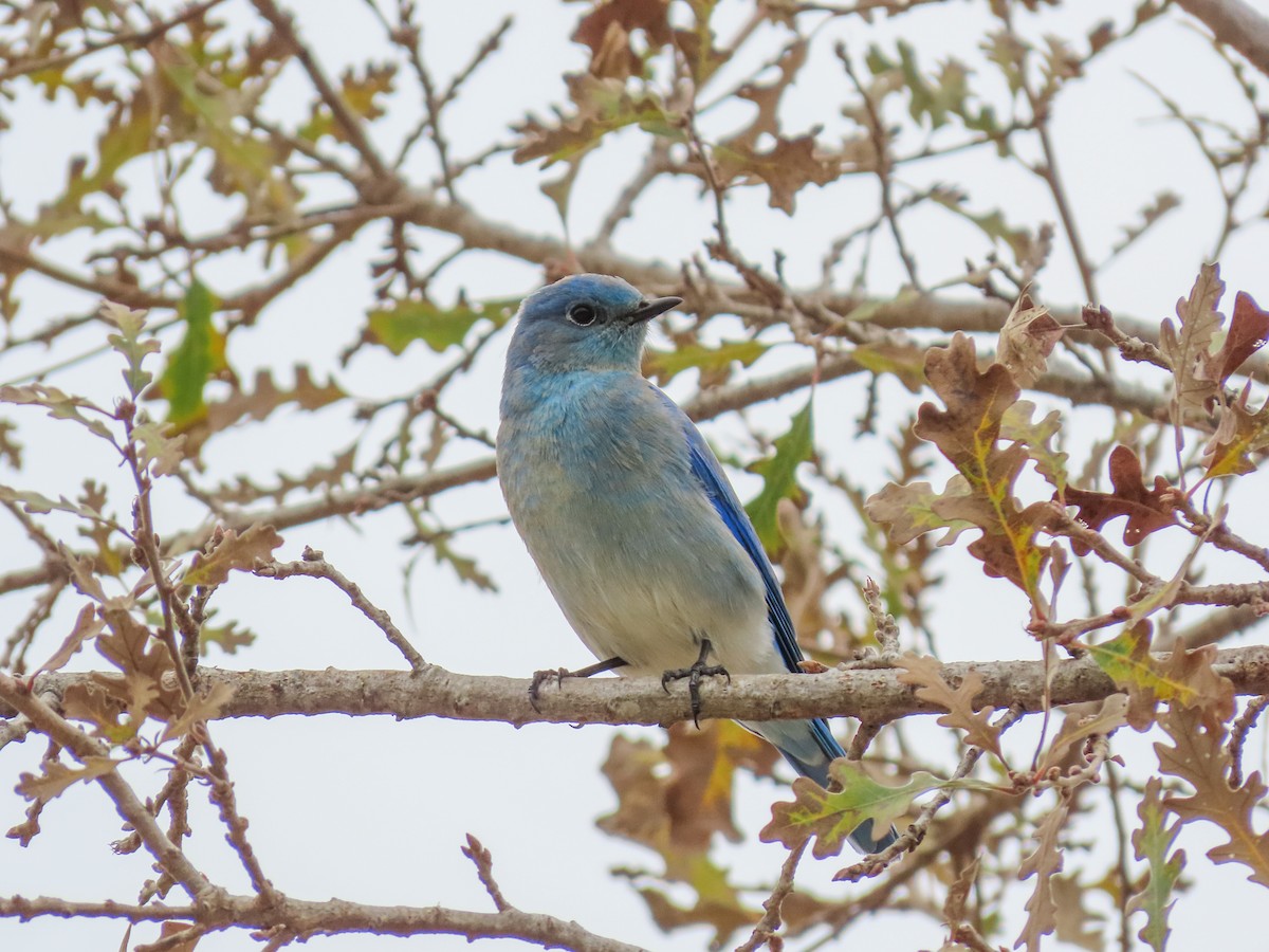 Mountain Bluebird - ML613660586