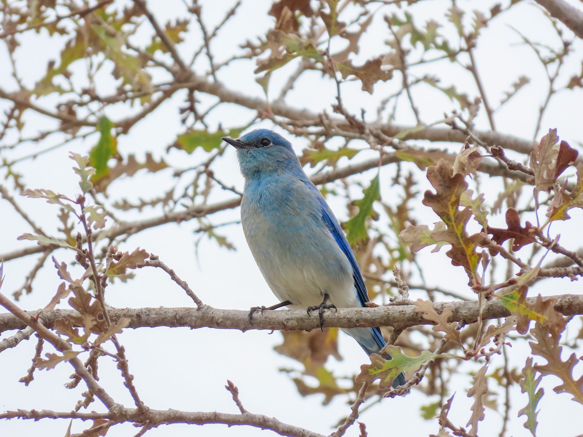 Mountain Bluebird - ML613660588