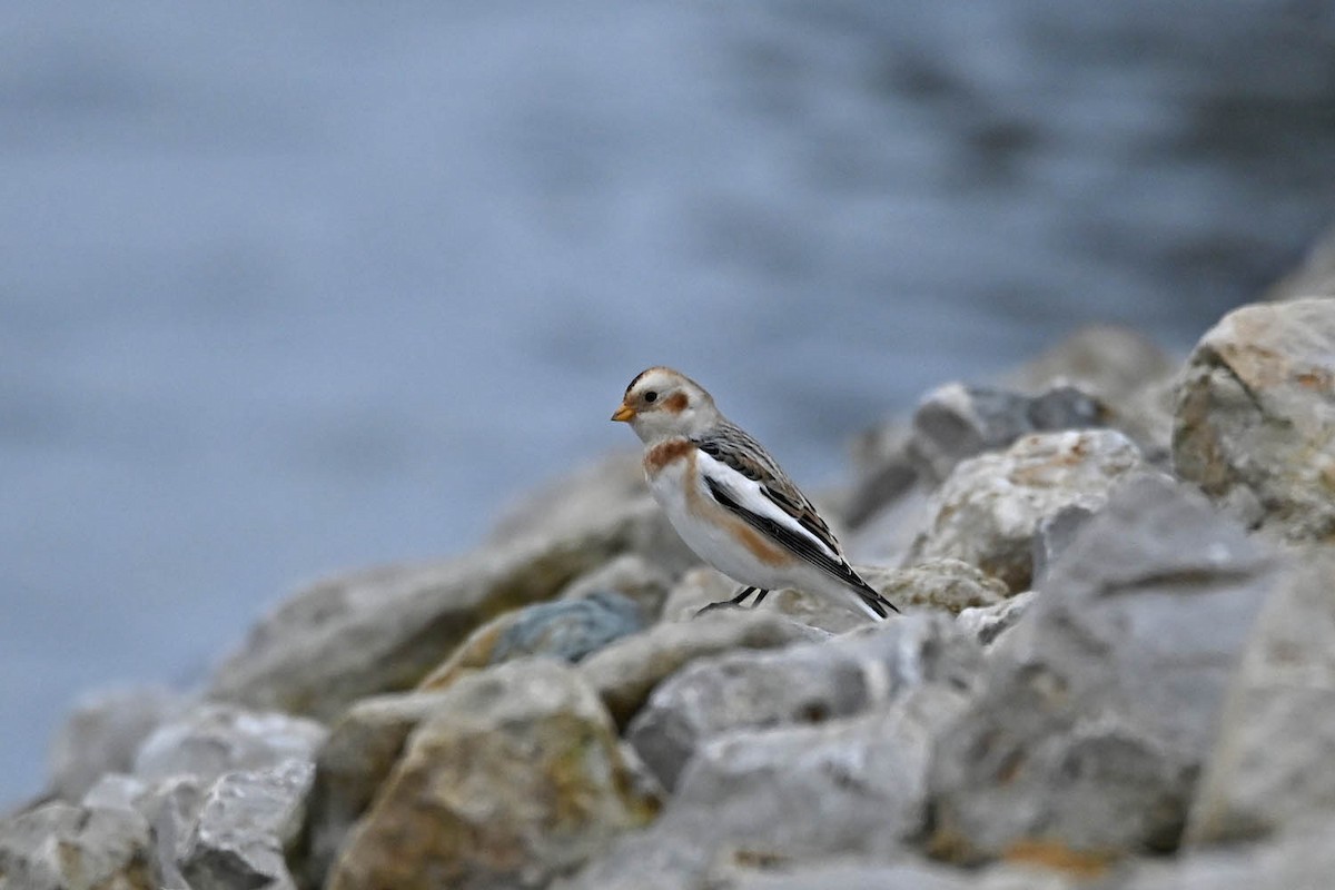 Snow Bunting - ML613660682