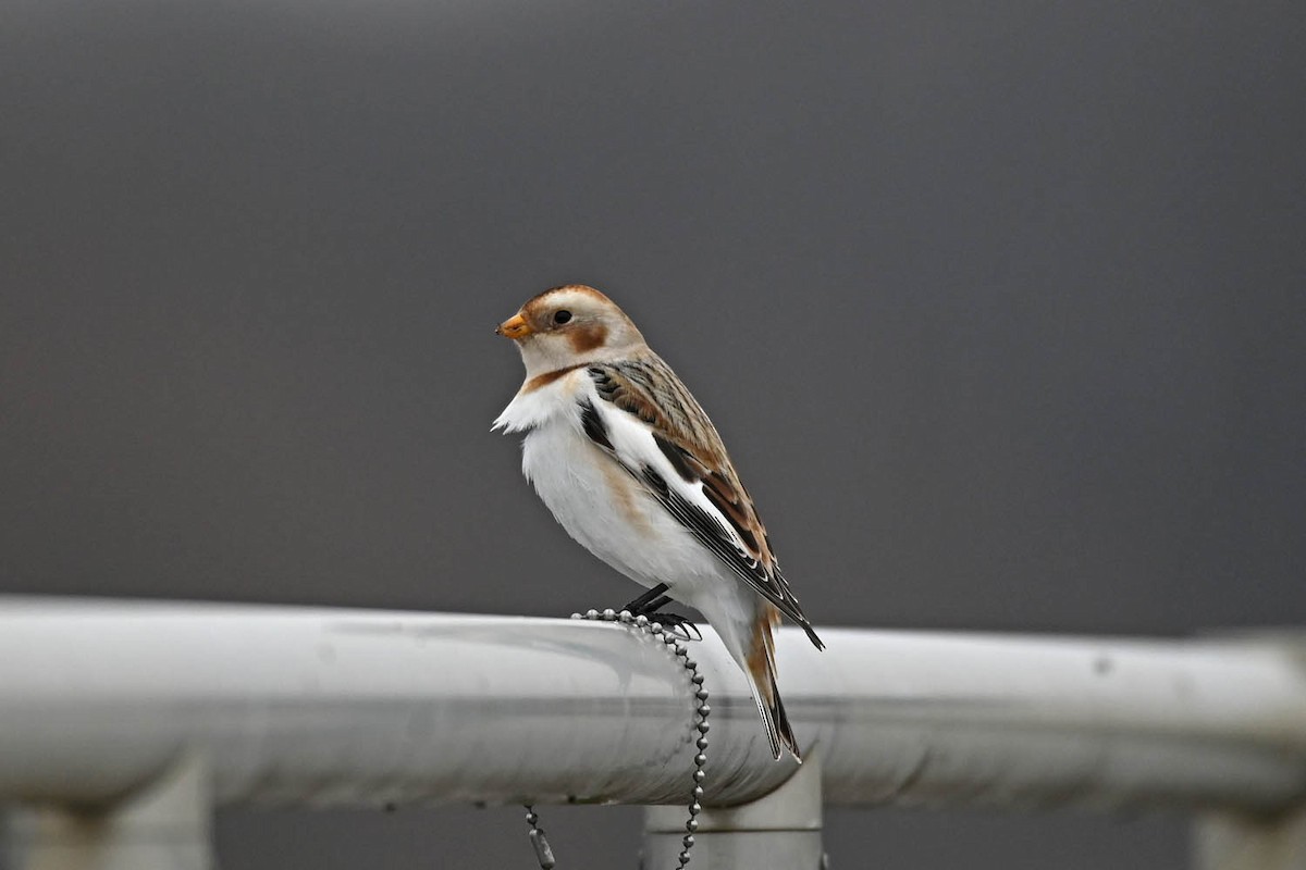 Snow Bunting - ML613660683