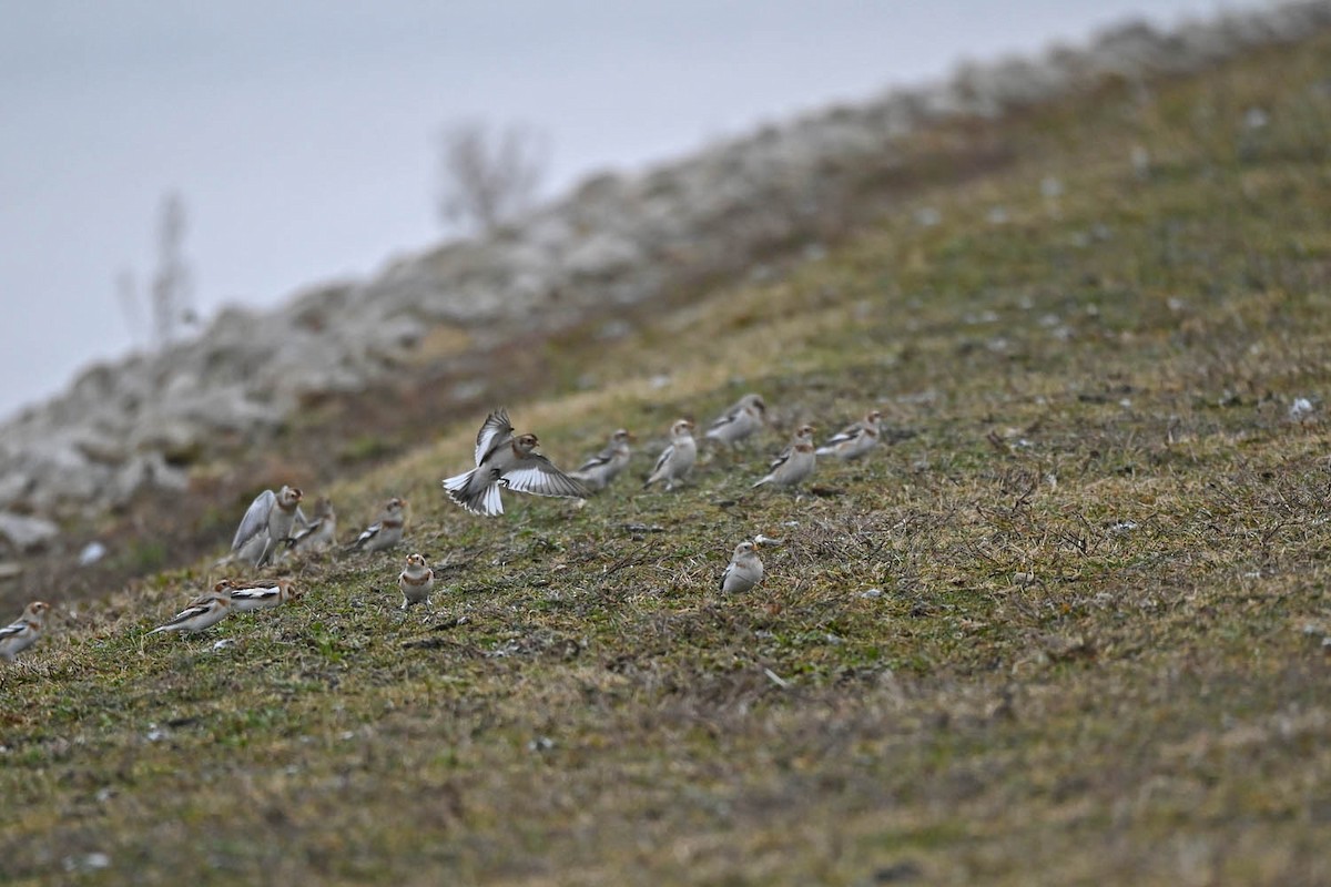 Snow Bunting - ML613660685