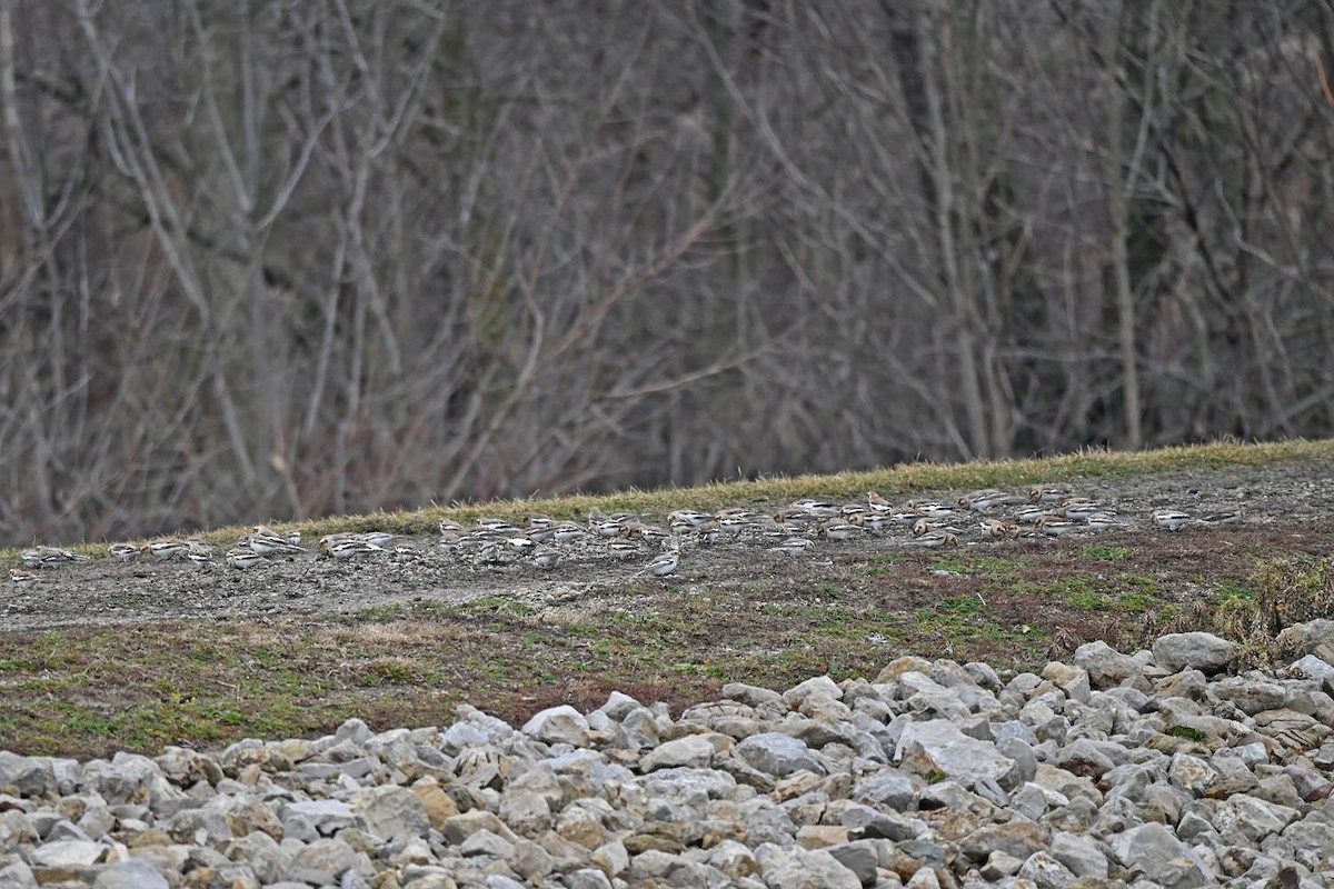 Snow Bunting - Marla Hibbitts