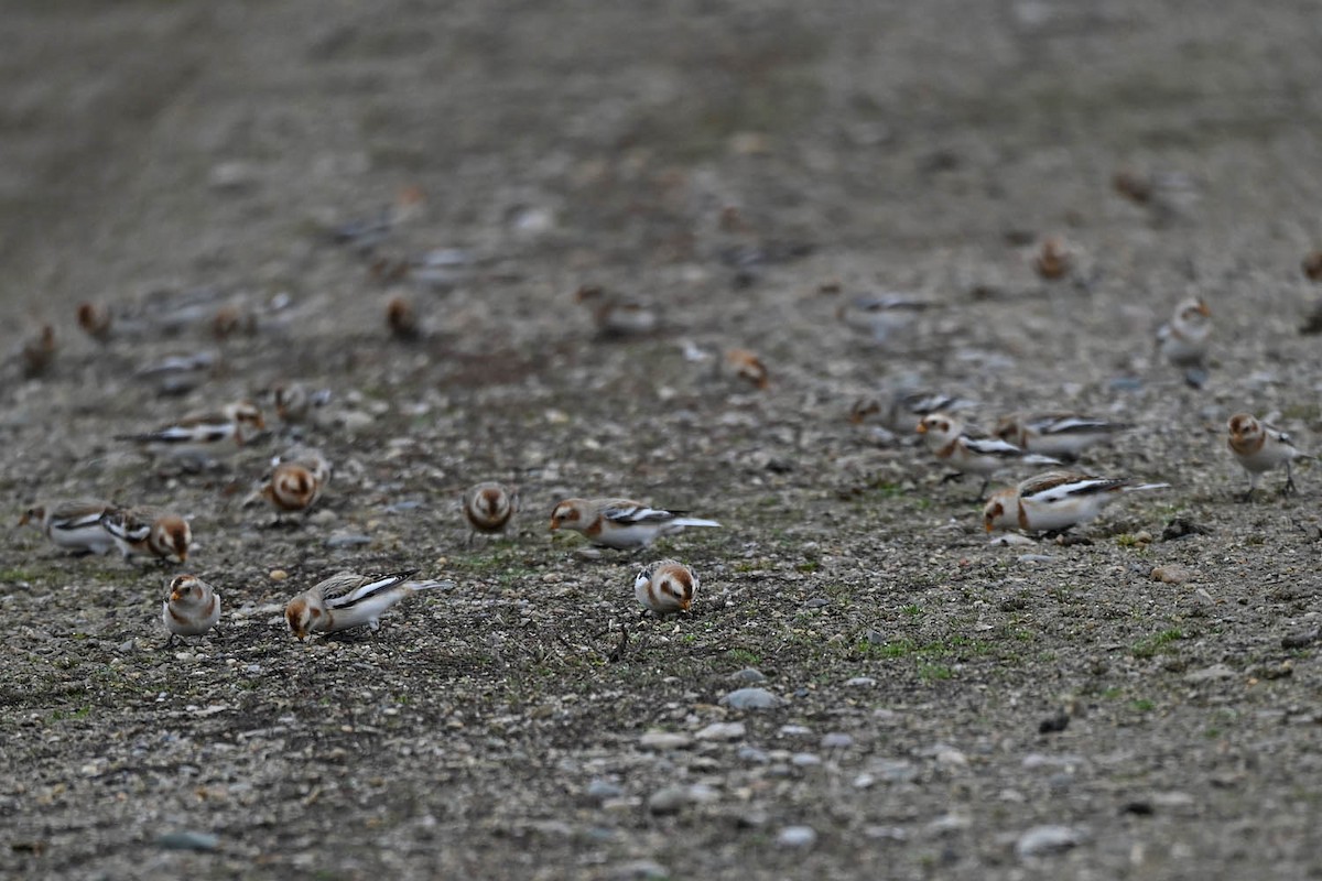 Snow Bunting - ML613660687