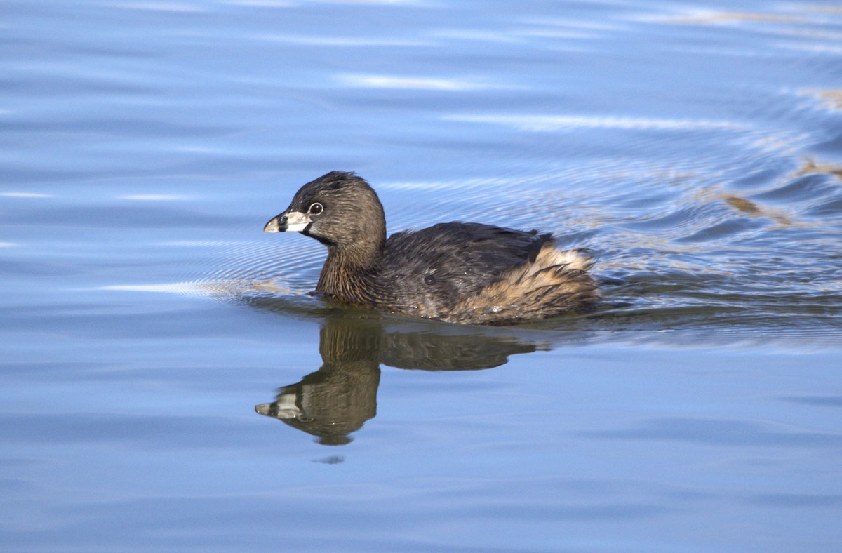 Pied-billed Grebe - ML613660759