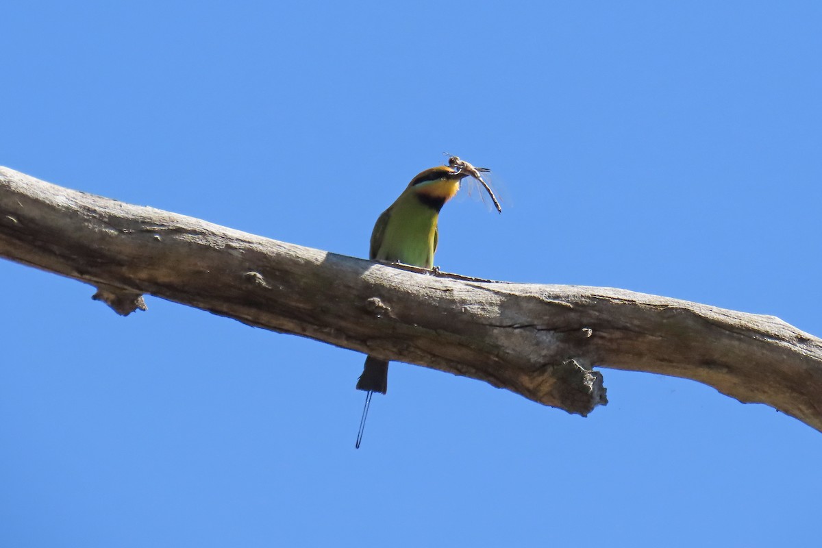 Rainbow Bee-eater - Ray Turnbull