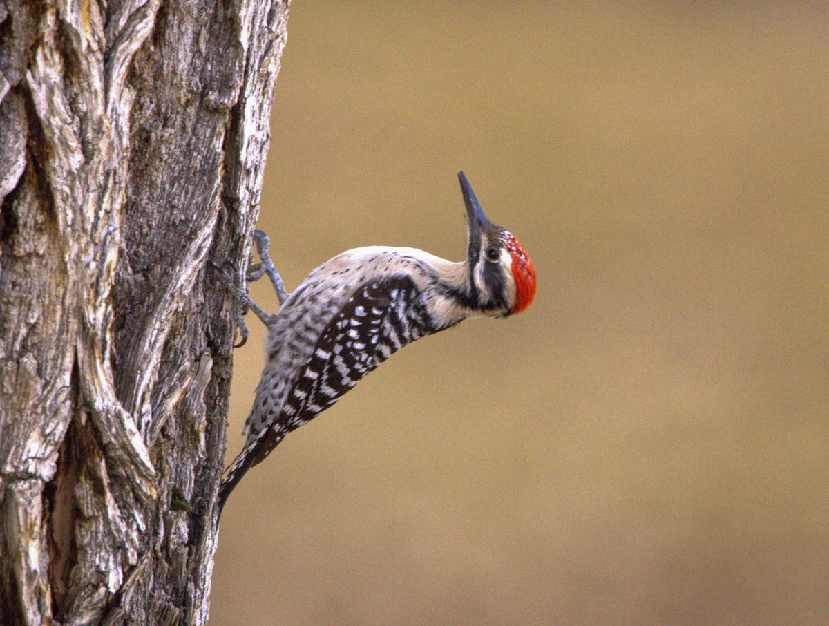 Ladder-backed Woodpecker - ML613660821