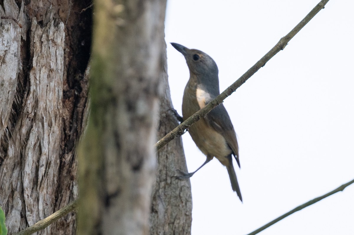 Bower's Shrikethrush - Ross Bartholomew