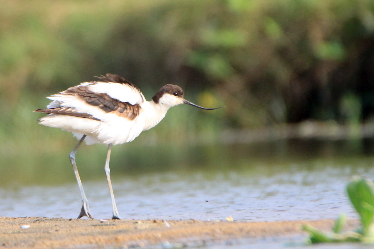 Pied Avocet - ML613660912