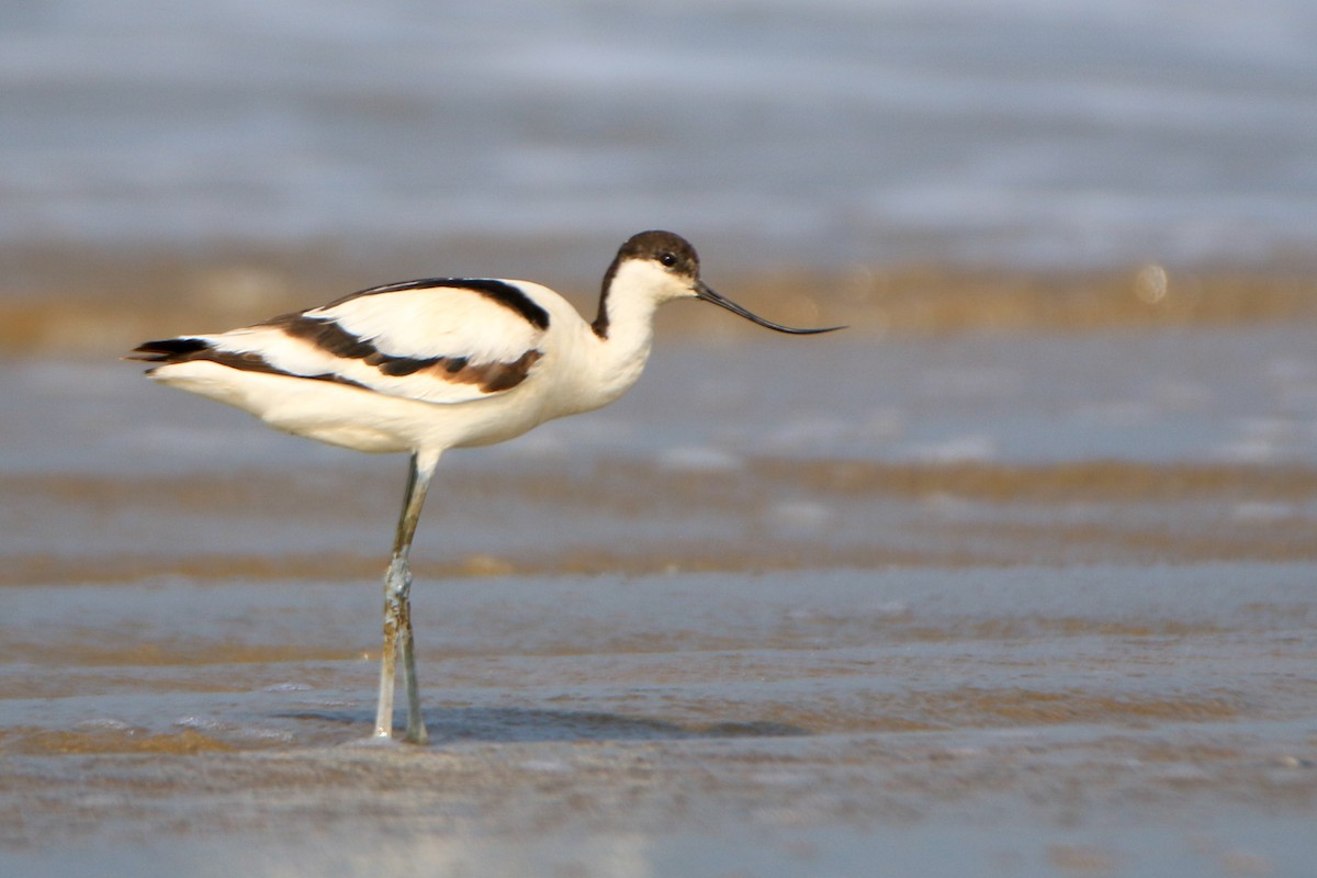 Avocette élégante - ML613660915