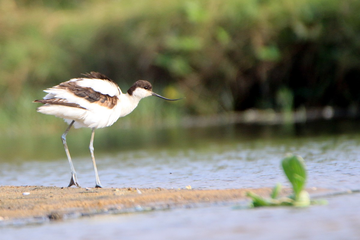 Avocette élégante - ML613660920