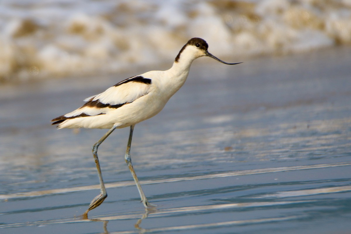 Avocette élégante - ML613660923