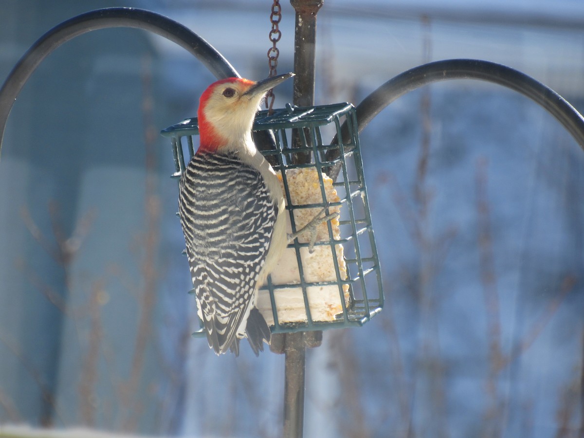 Red-bellied Woodpecker - Dennis Harnly