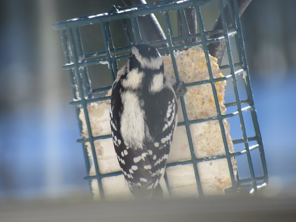Downy Woodpecker - Dennis Harnly