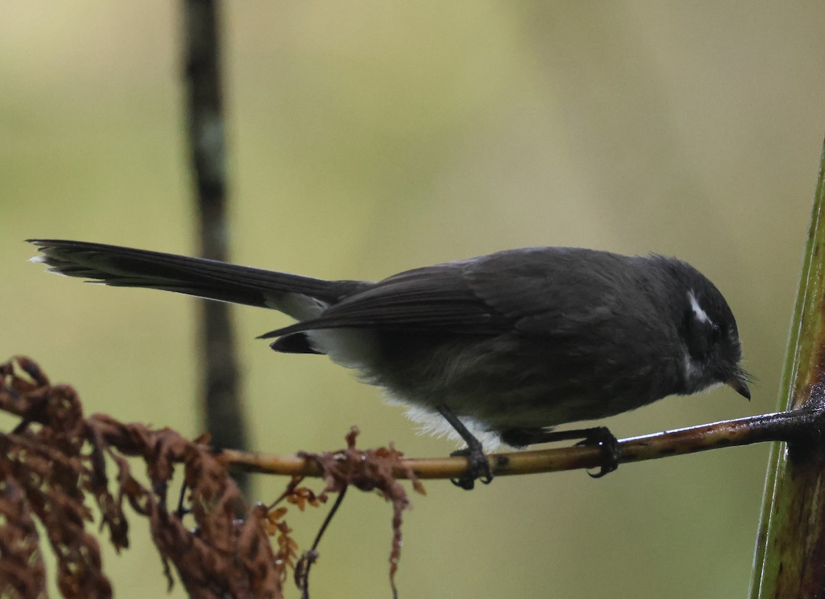 Samoan Fantail - Pam Rasmussen