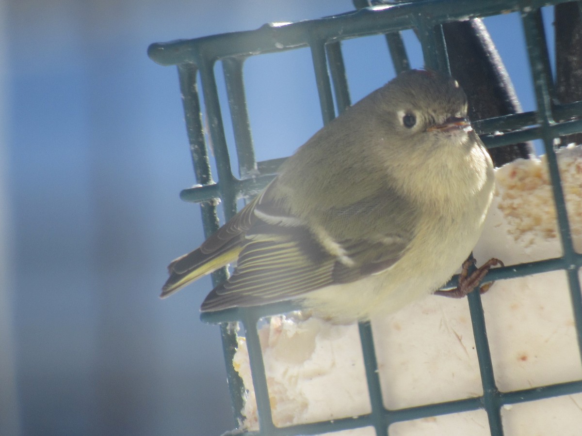 Ruby-crowned Kinglet - Dennis Harnly