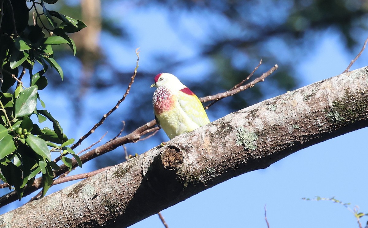 Many-colored Fruit-Dove - ML613661119