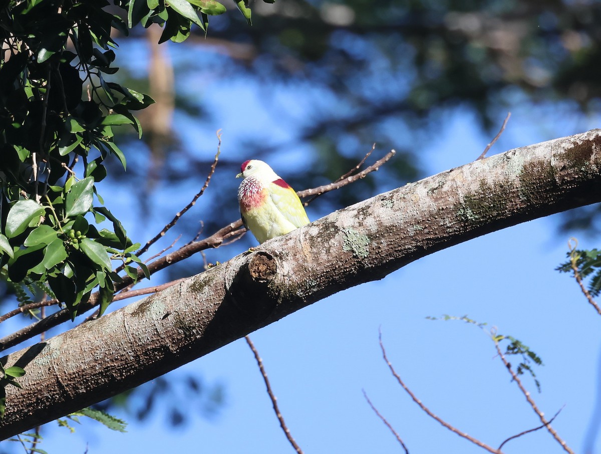 Many-colored Fruit-Dove - ML613661120
