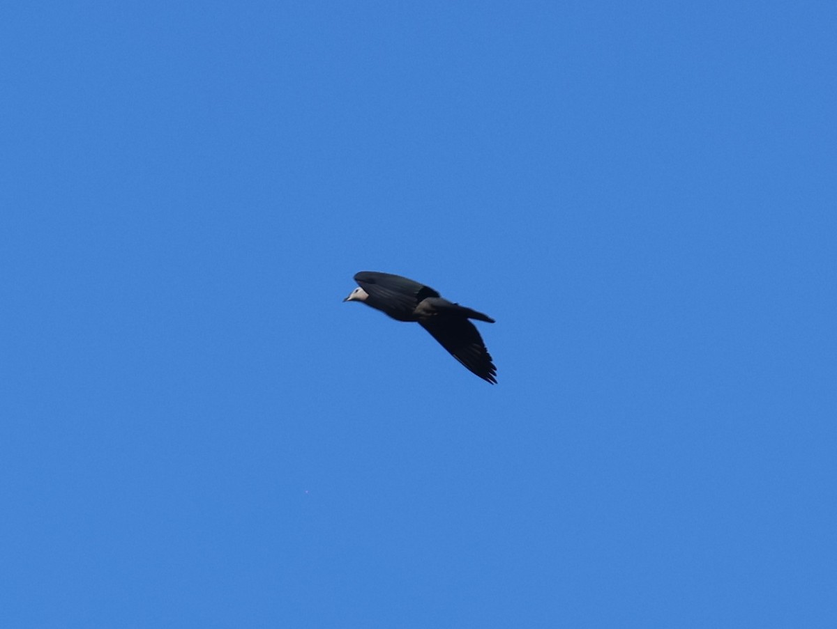 Pacific Imperial-Pigeon - ML613661130