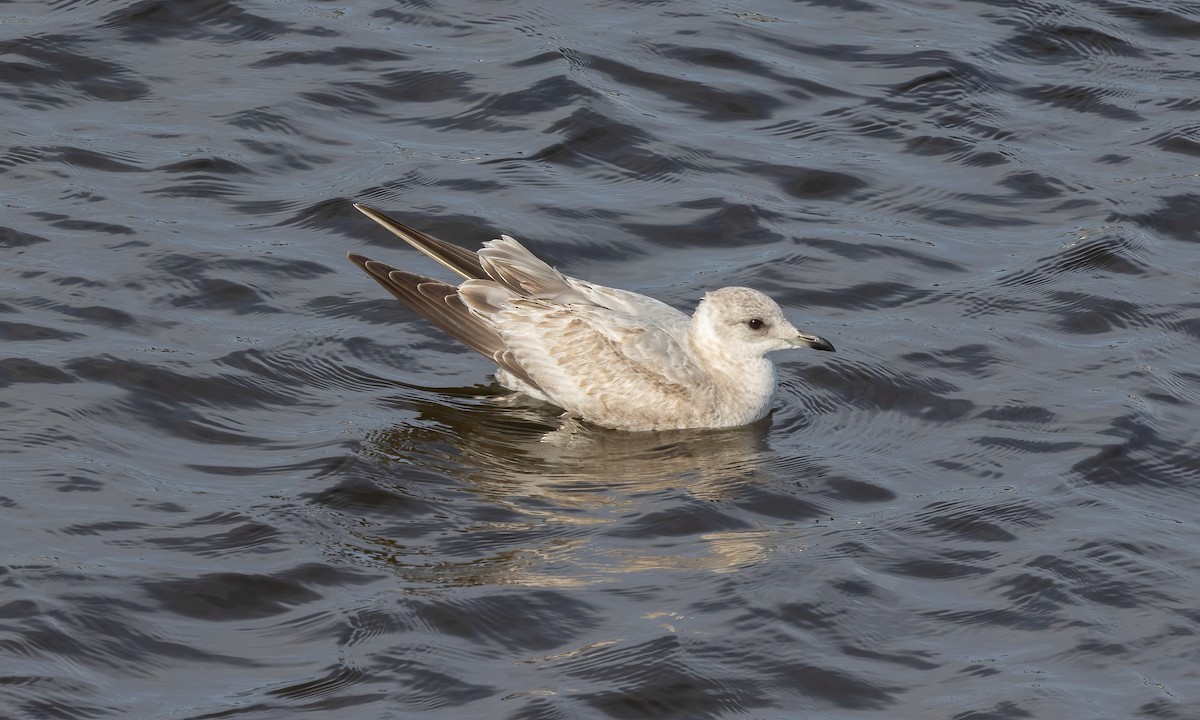 Short-billed Gull - ML613661150