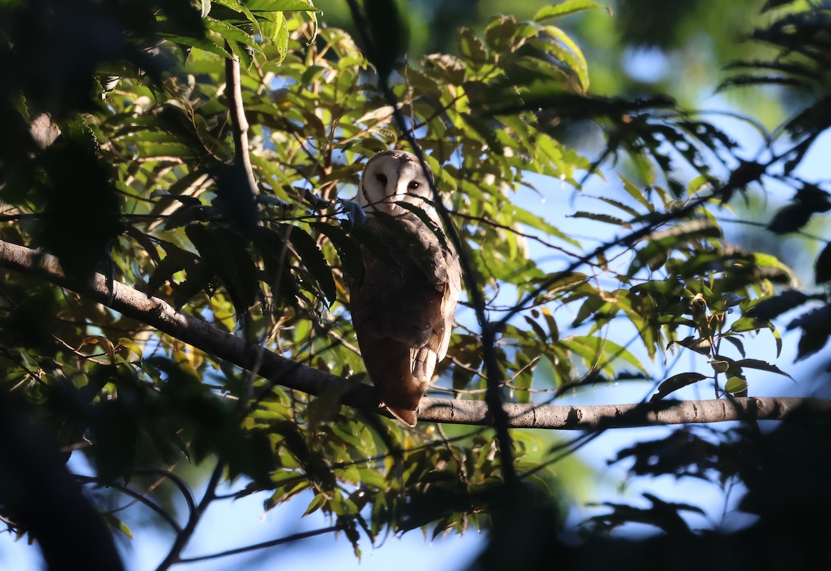 Eastern Barn Owl - ML613661151