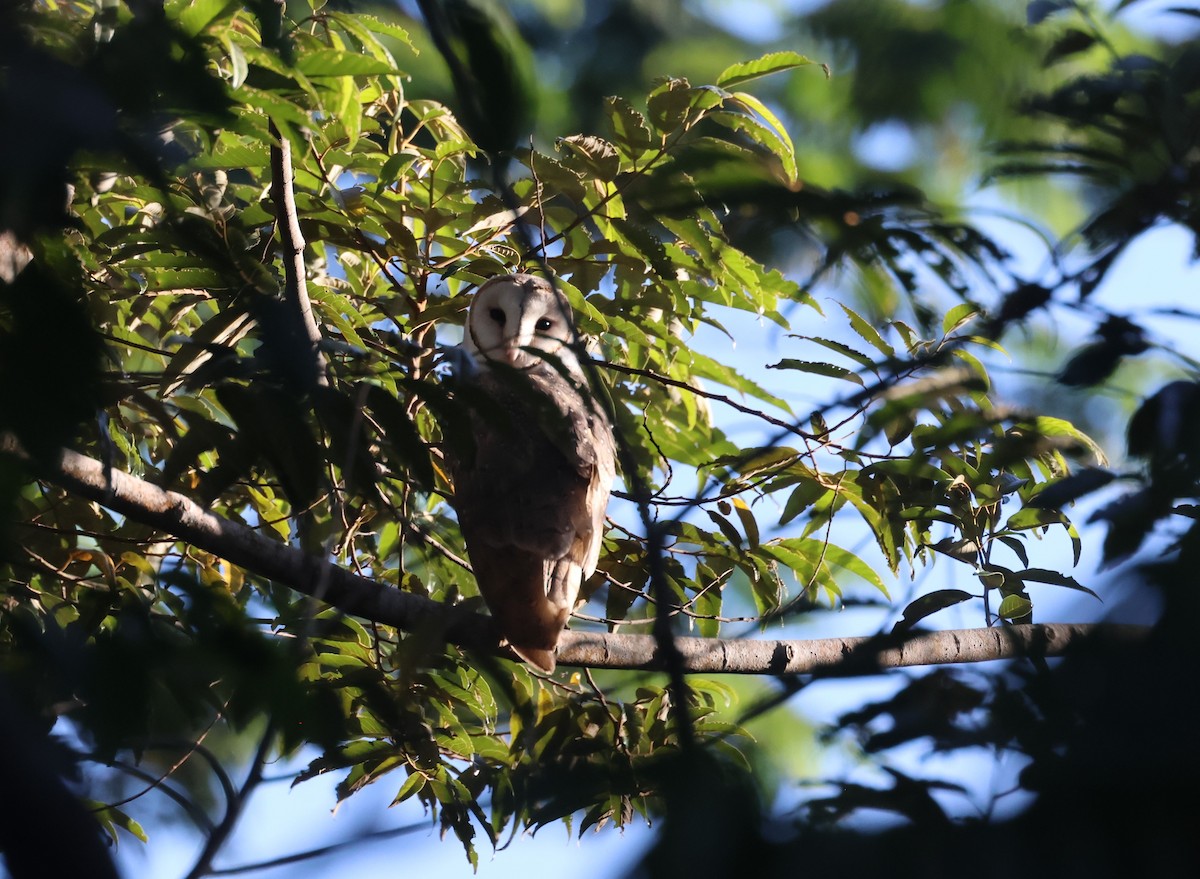 Eastern Barn Owl - ML613661152