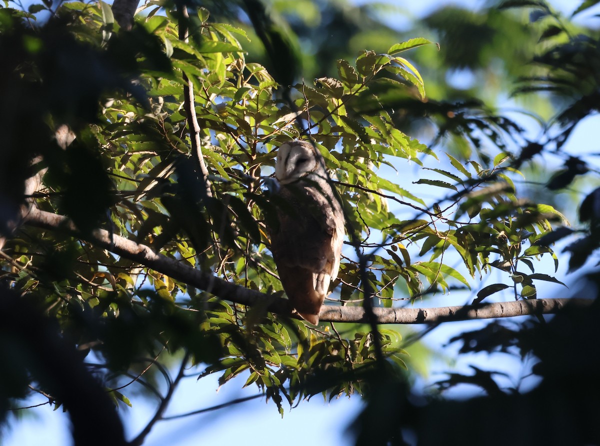 Eastern Barn Owl - ML613661153