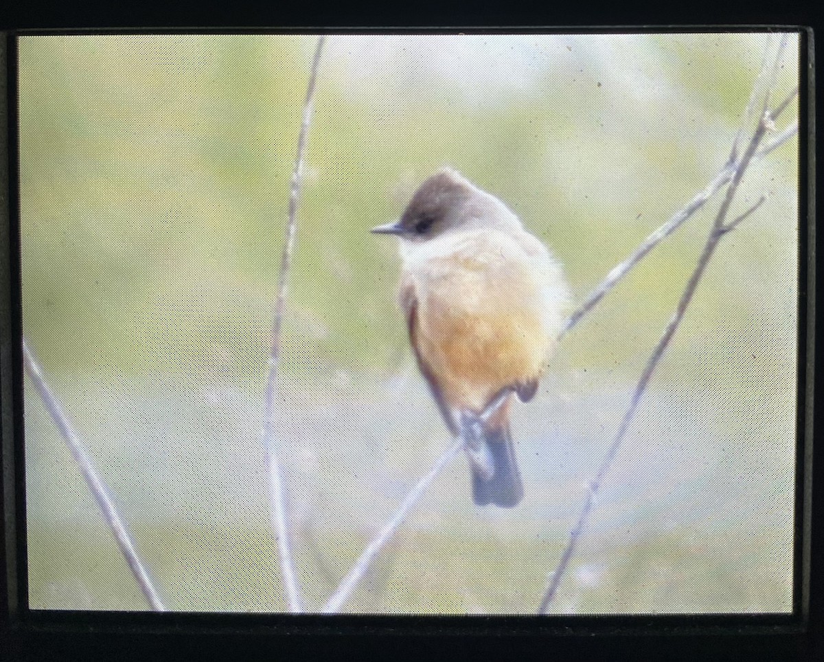 Say's Phoebe - Huck  Hutchens